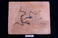 藏品(始祖鳥)的圖片